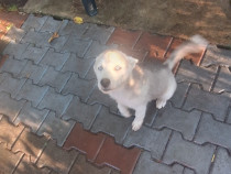 Husky varsta 3 luni