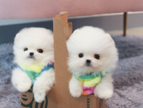 Pomeranian puppy mini boo toy