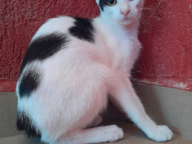 Adoptie pui de pisica motan alb Zian