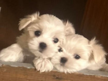 Bichon maltez mini toy