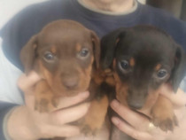 Căţei teckel originali negri şi ciocolatiu