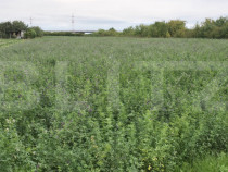 Teren extravilan, 10700 mp, zona Periferie Nord