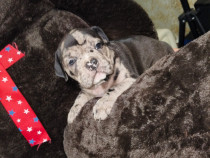 Caini &Icirc;n căutare de căsuță ❤️