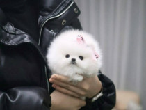 Pomeranian BOO mini toy! Cadoul Ideal pt. cei dragi