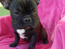 Bulldog francez băiețel și fetiță