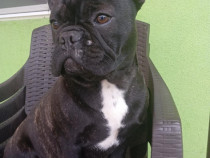 Bulldog francez băiețel și fetiță