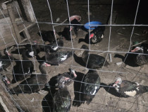 Rațe și Rătoi de anul asta