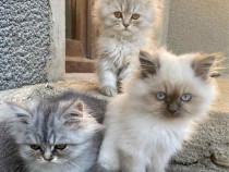 Pui Pisica Persană Silver Gray