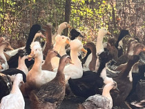 200 + rațe diverse rase