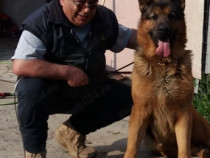 Dresaj de câini profesional