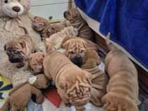 Shar pei cu pedigree