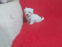Pui bichon maltez maltese