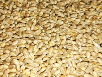 Grâu de toamna curat