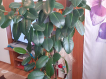 Plantă ficus înaltă
