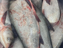 Peste din categoria Fitofag, Novac, Crap