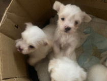 De vânzare pui Bichon Frise