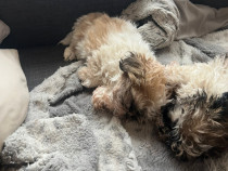 Vând Shih Tzu 4 băieți și o fetiță