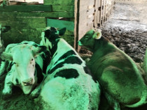 Vând 3 vitei în vârstă de 1 an