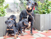 Pui Jagdterrier 8 saptamani