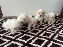 Cățeluși bichon de vanzare