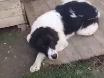 Ciobanesc de Bucovina