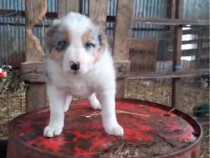 Vând pui Border Collie