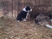 Pui Border Collie
