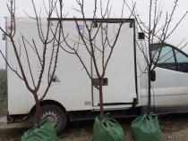 Pomi cu balot de pamant 3-4 ani