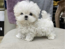 Bichon Maltez Mini Toy