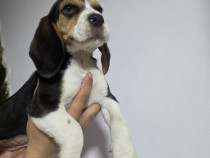 Cățeluși Beagle, rasă pură, vaccinați!