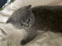Pisică british aproape 3 luni