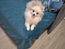 Cățelușa superbă