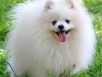 Cățelușa superbă