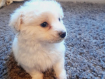 Bichon maltez 2 luni