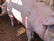 Porci de vanzare