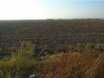 Teren extravilan Loc. Bucovat sat Sarbatoarea, jud. Dolj
