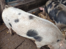 Vând porci crescuți natural