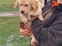 Puiuț de labrador retriever auriu