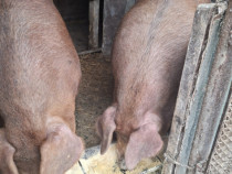 Porc duroc disponibil