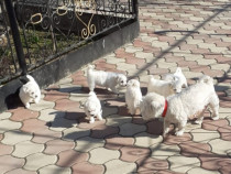 Căței bichon maltese