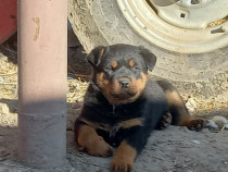 Căței rasa Rottweiler