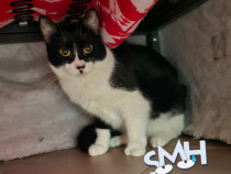 Adoptie pisica alb negru castrata Seherezada