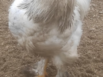 Cocoş din rasa brahma şi wyandotte