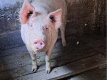 De vânzare ce se vede în poză