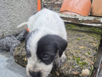 Donez pui Brac German