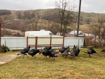 Oferta!!! Curci de vânzare