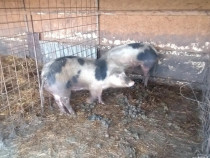 Vind porcii 16 lei kg