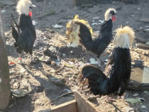 Moțată olandeză/wiandotte argintiu