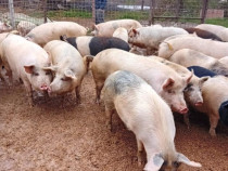 Porci romanesti crescuti natural