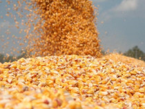 Porumb uscat Producție 2025